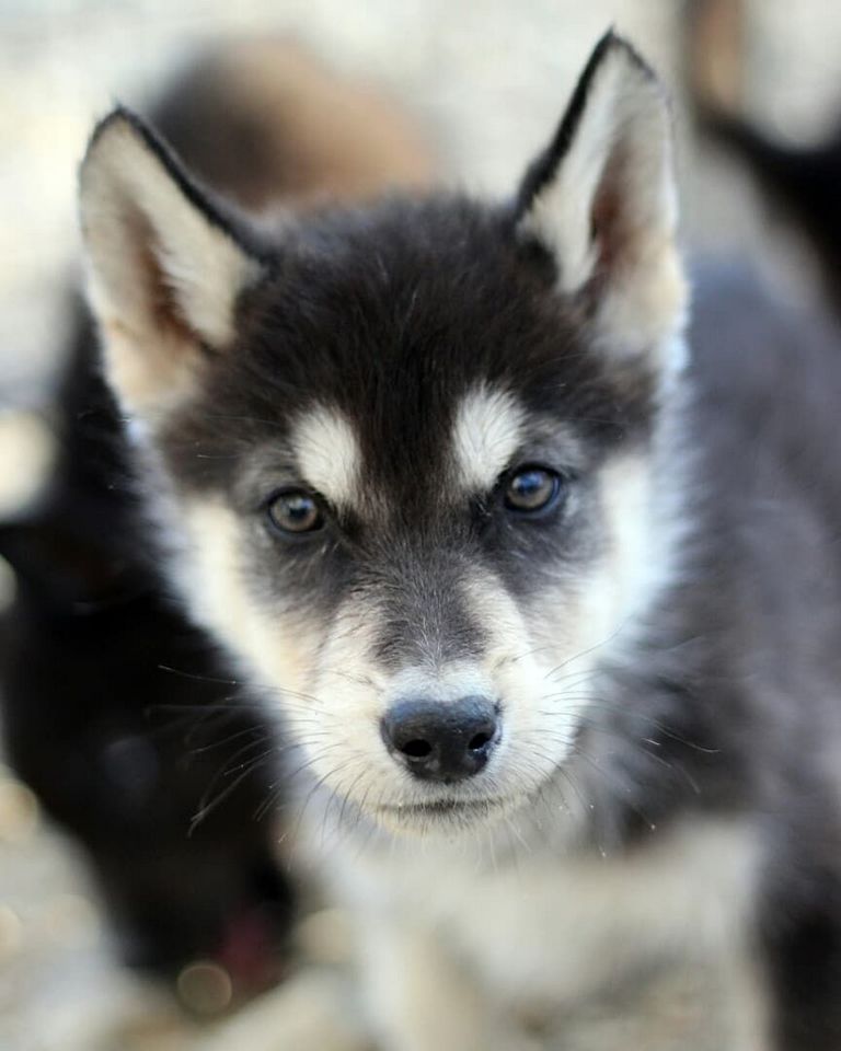 Siberian Husky Puppies For Sale In Eau Claire Wi