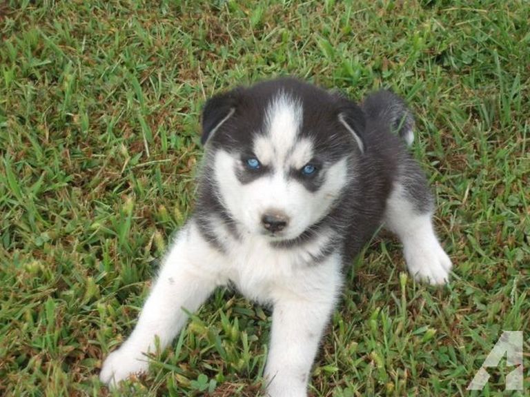 Siberian Husky Puppies For Sale In Midwest
