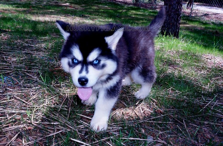 Siberian Husky Puppies For Sale In Nh