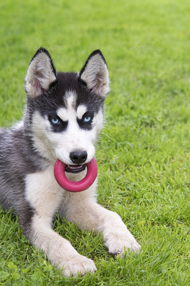 Siberian Husky Puppy | Top Dog Information