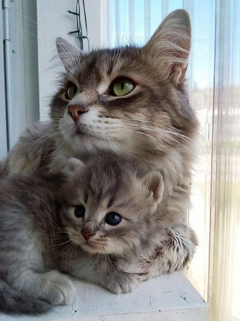 Siberian Kittens Vermont