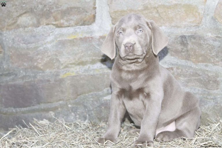 Silver English Lab Puppies For Sale