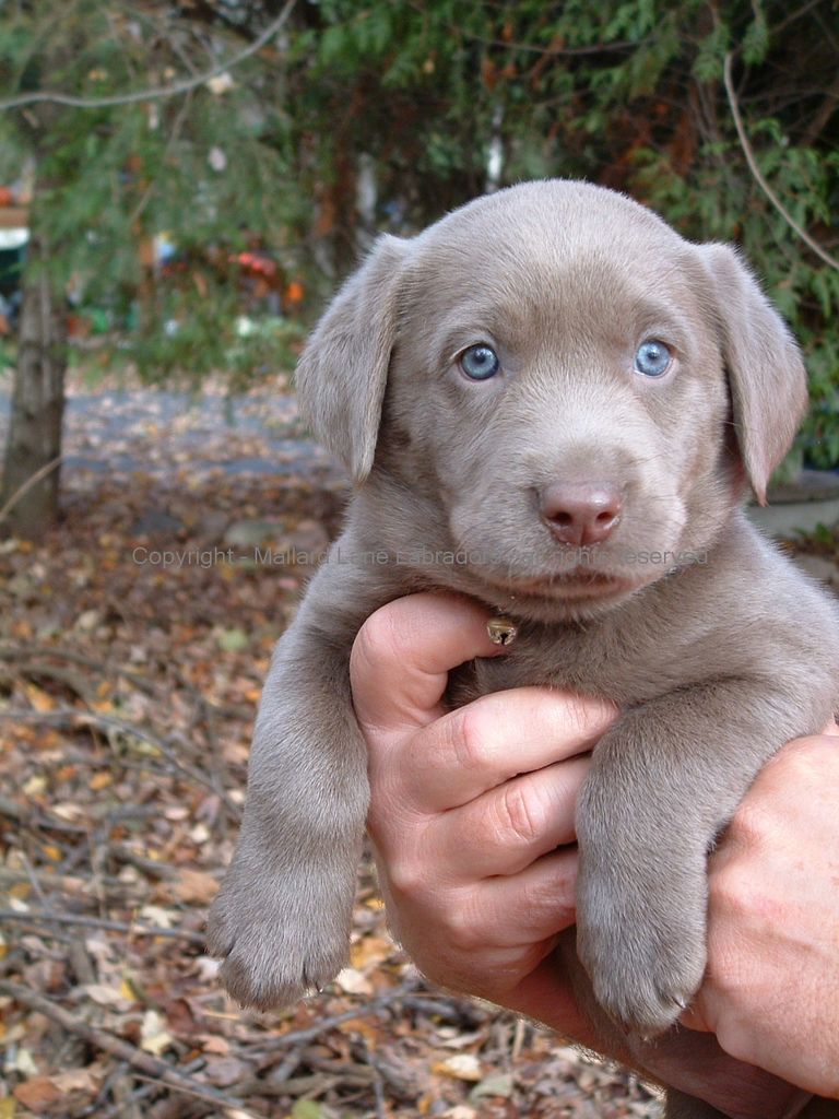 Silver Lab Breeders Midwest