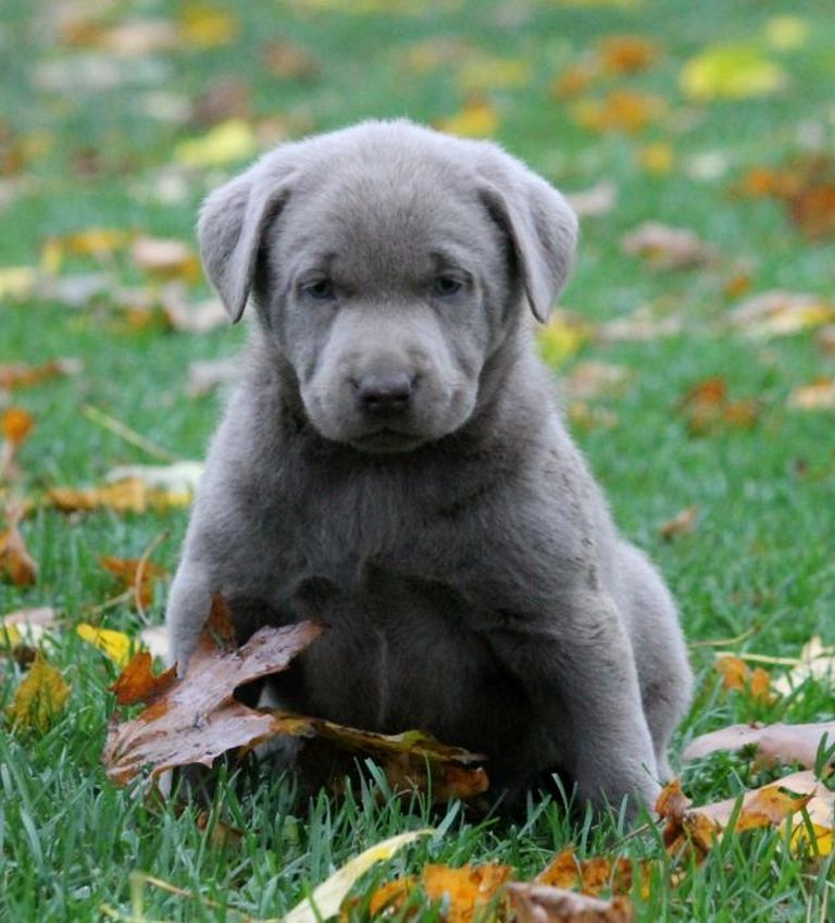 Silver Lab Puppies For Sale Craigslist | Top Dog Information