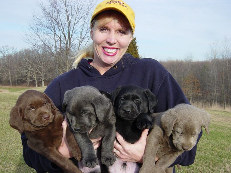 Silver Lab Puppies For Sale In Ma