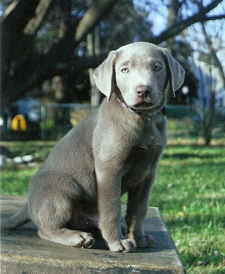 Silver Lab Puppies For Sale In Ny Top Dog Information