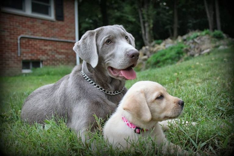 Silver Lab Puppies For Sale In Ohio