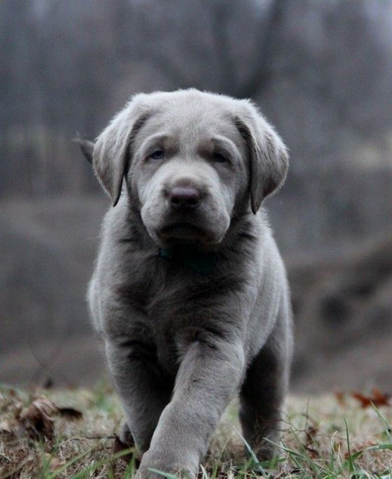 Silver Lab Puppies For Sale In Tn