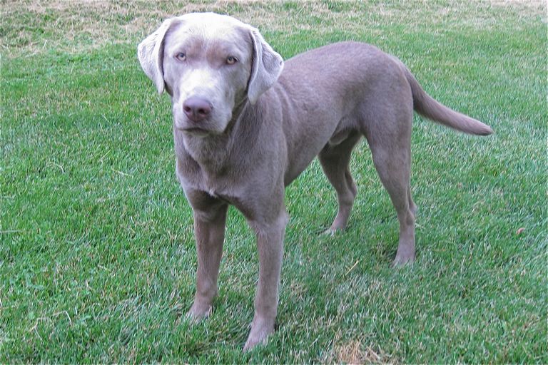 Silver Labs For Sale In Nc