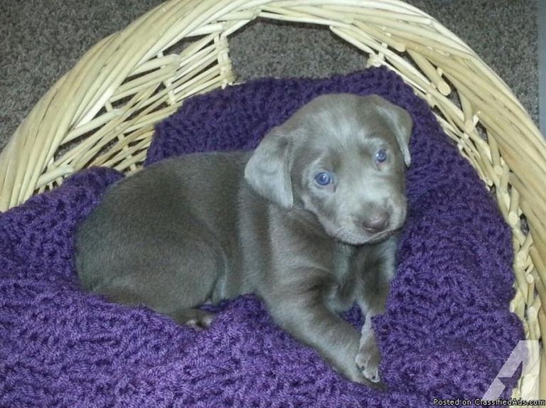 Silver Labs For Sale In Sc