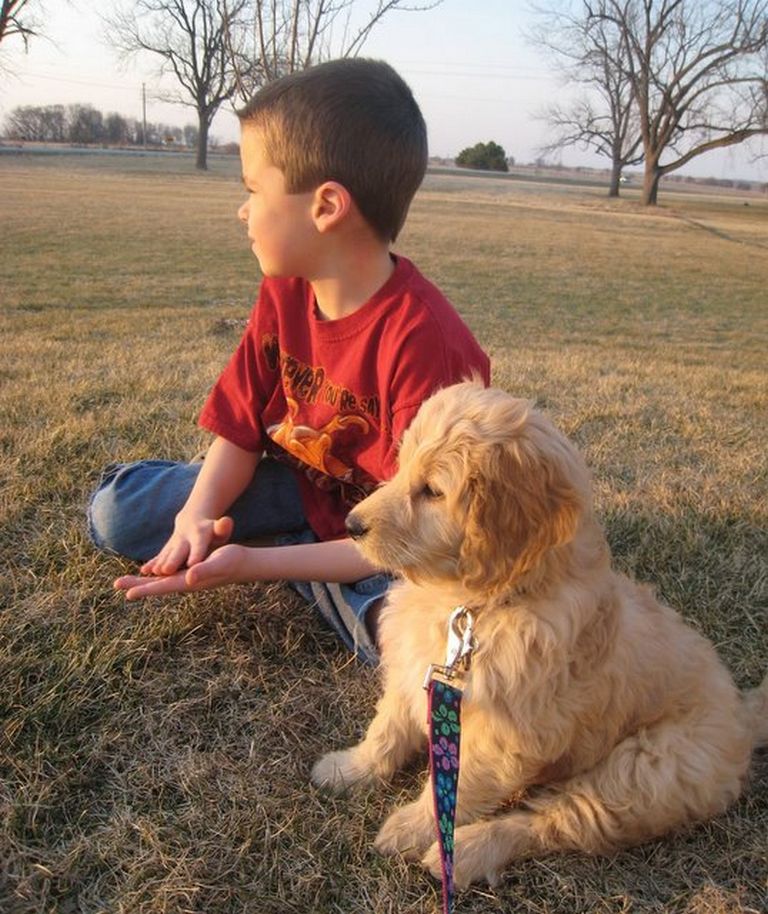 Small Dog Breeders In Iowa