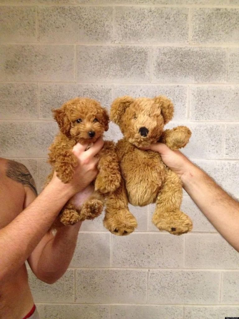 Small Dog That Looks Like A Teddy Bear