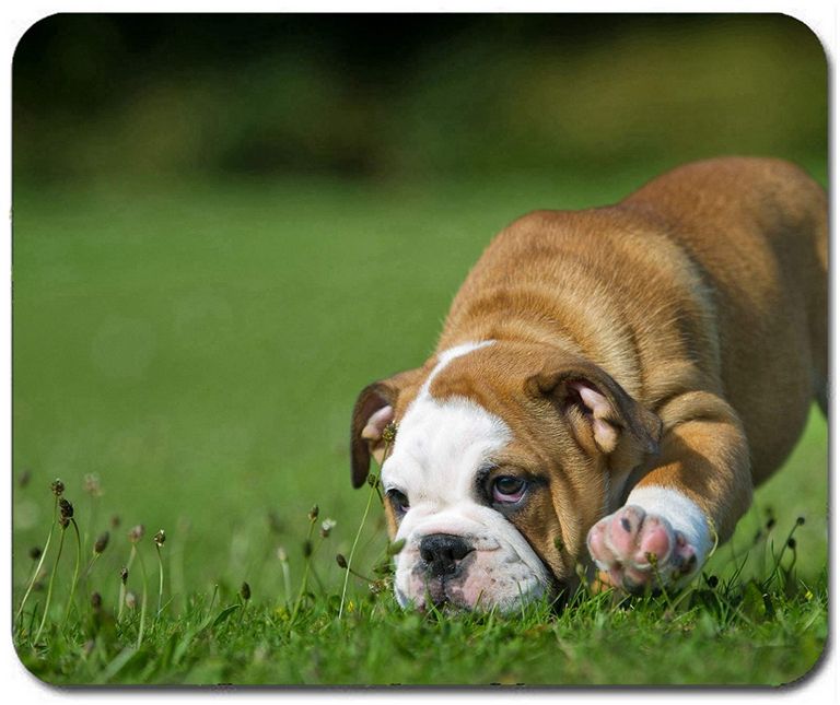 Small English Bulldog Puppies For Sale