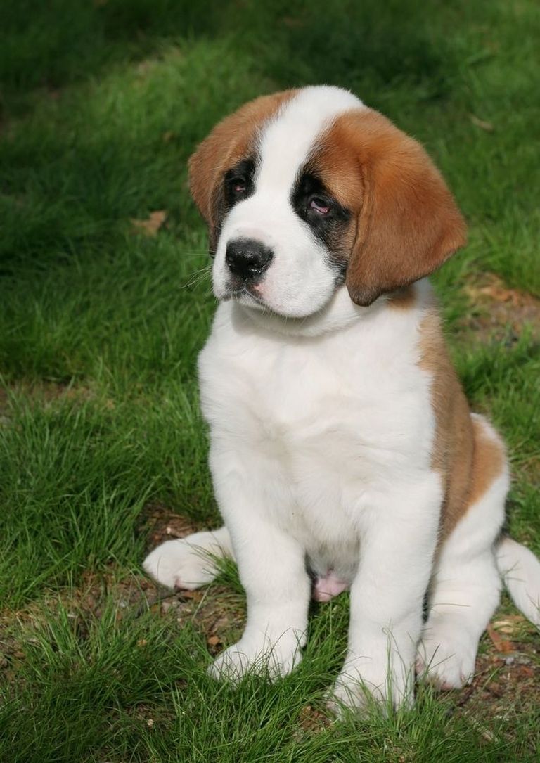 Smooth Coat St Bernard Puppies For Sale