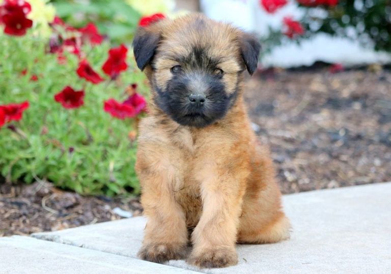 Soft Coated Wheaten Terrier Puppies For Adoption