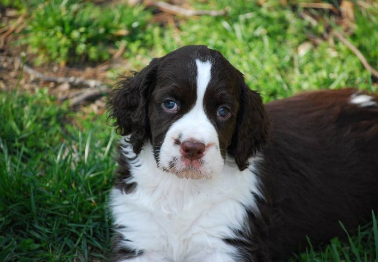Springer Spaniel Puppies For Sale In Nd