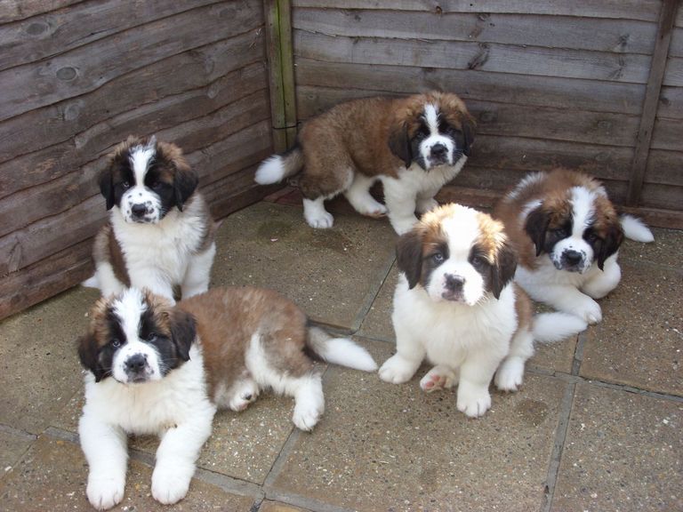 St Bernard Puppies For Sale Under 500