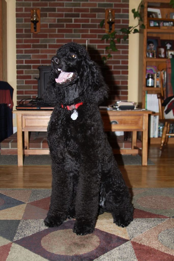 Standard Poodles For Sale In Nc