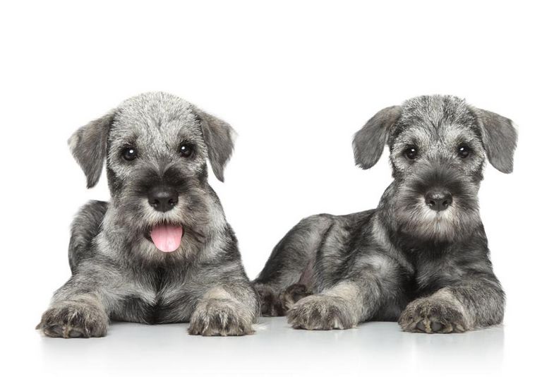 Standard Schnauzer Puppies For Sale In Louisiana