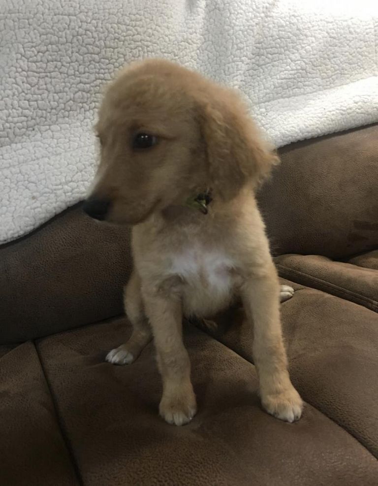Straight Coat Goldendoodle For Sale