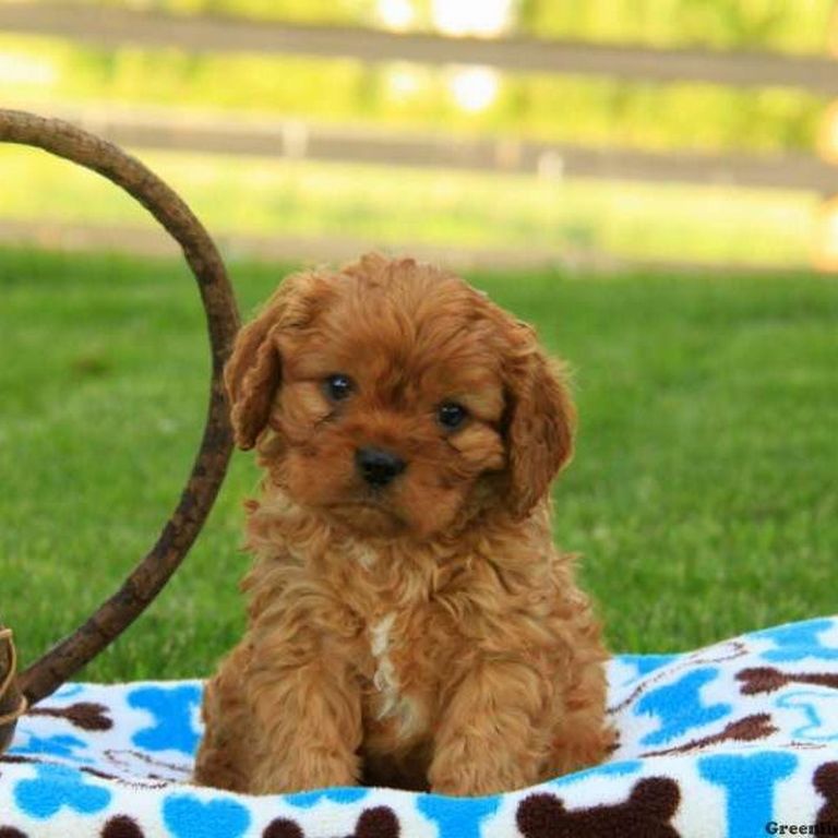 Teacup Cavapoo Puppies For Sale Near Me | Top Dog Information