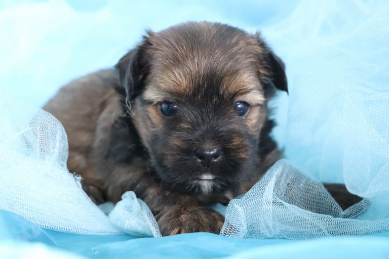 Teacup Cavapoo Puppies For Sale
