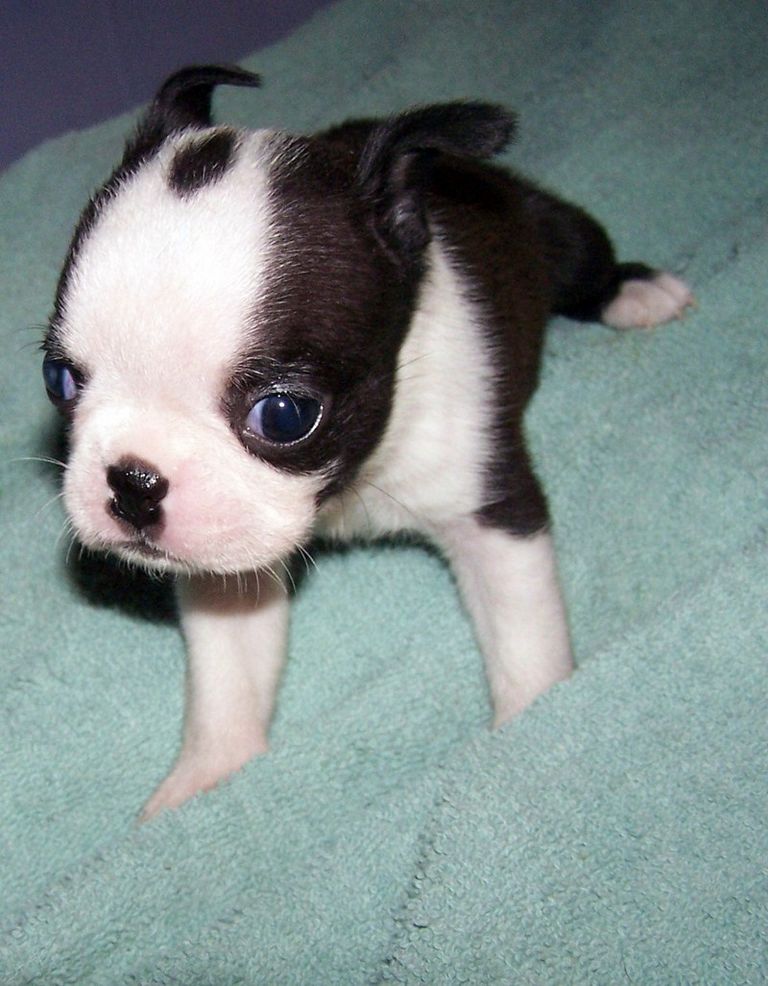 Teacup French Bulldog For Sale In Texas Top Dog Information