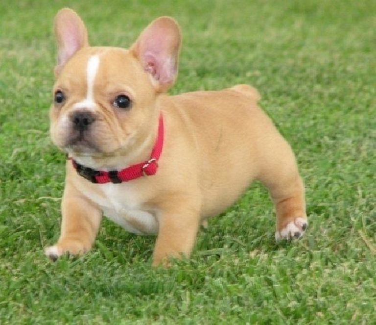 Teacup French Bulldog Puppies For Sale In Ohio Top Dog