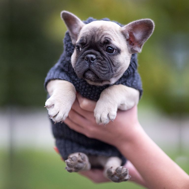 Teacup French Bulldog Seattle Top Dog Information