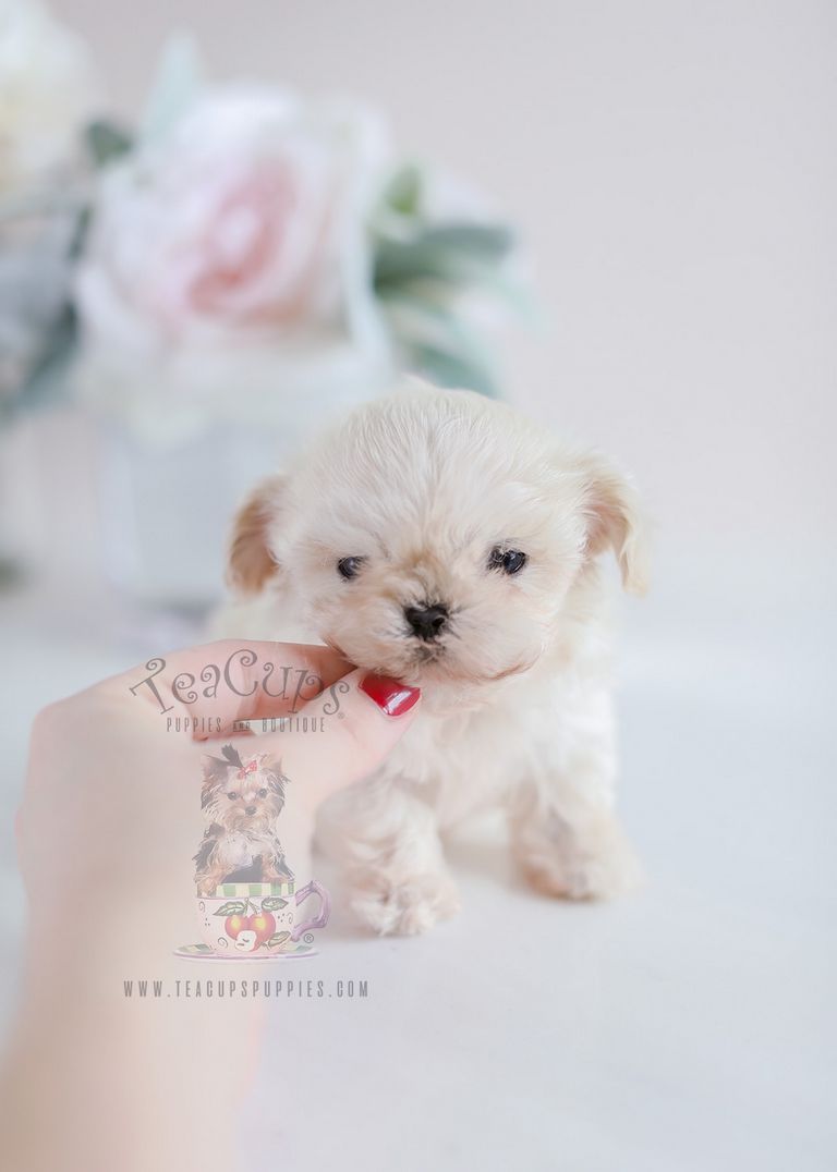 Teacup Maltipoo Puppies For Sale