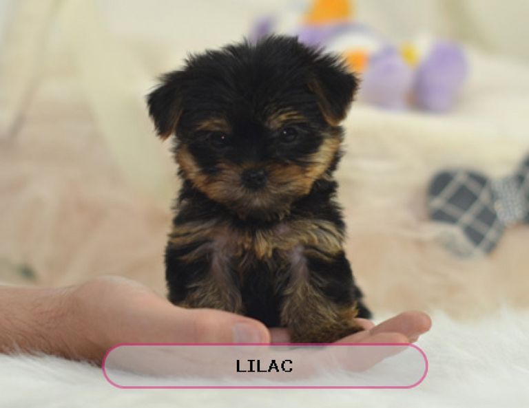 Teacup Morkie Puppies For Sale In CT USA | Top Dog Information