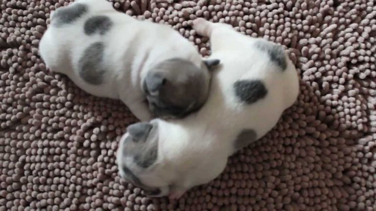 Teacup Puppies For Sale Mn