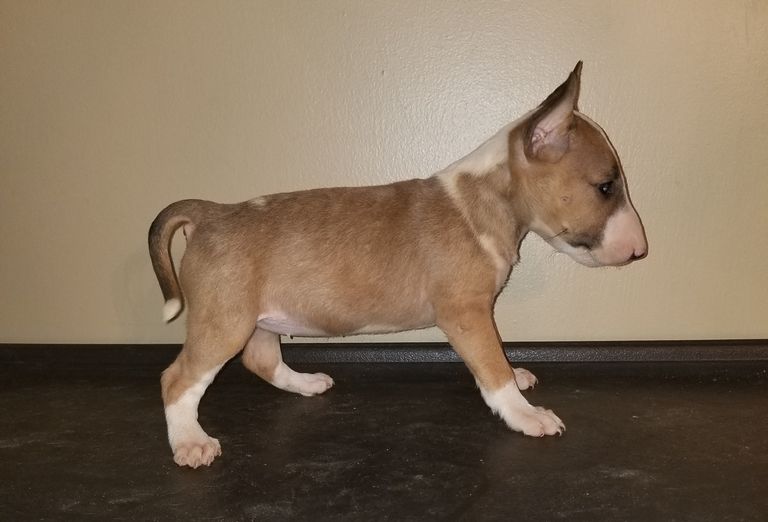 Terrier Puppies For Sale Near Me Top Dog Information
