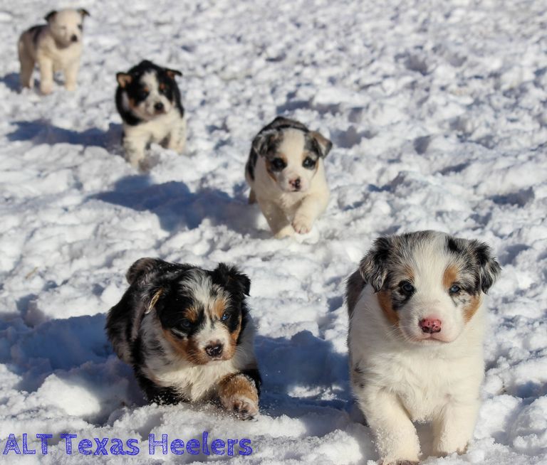 Texas Heeler Puppies For Sale In Iowa