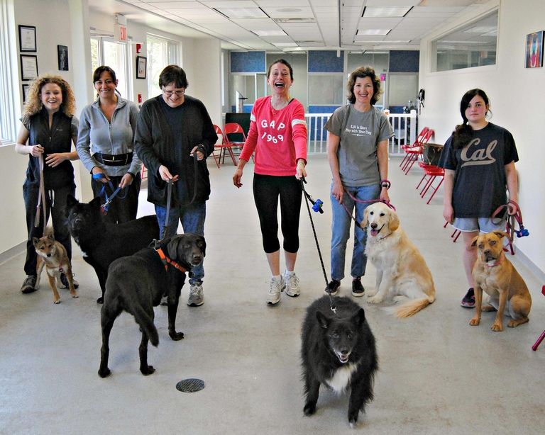 Therapy Dog Certification Nj