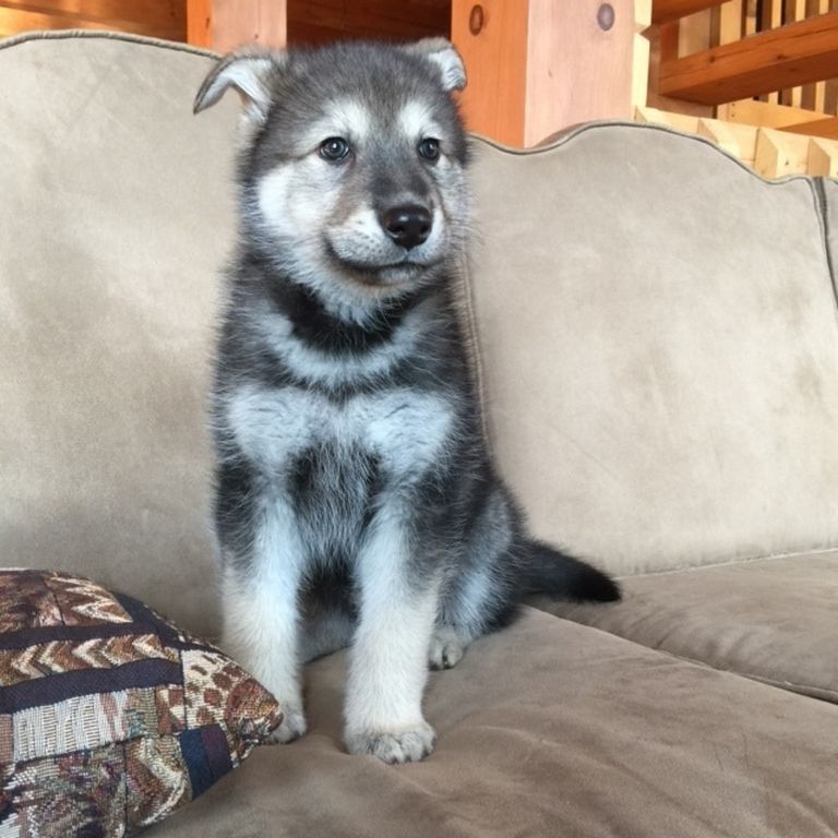 Timberwolf Hybrid Puppies For Sale Ohio