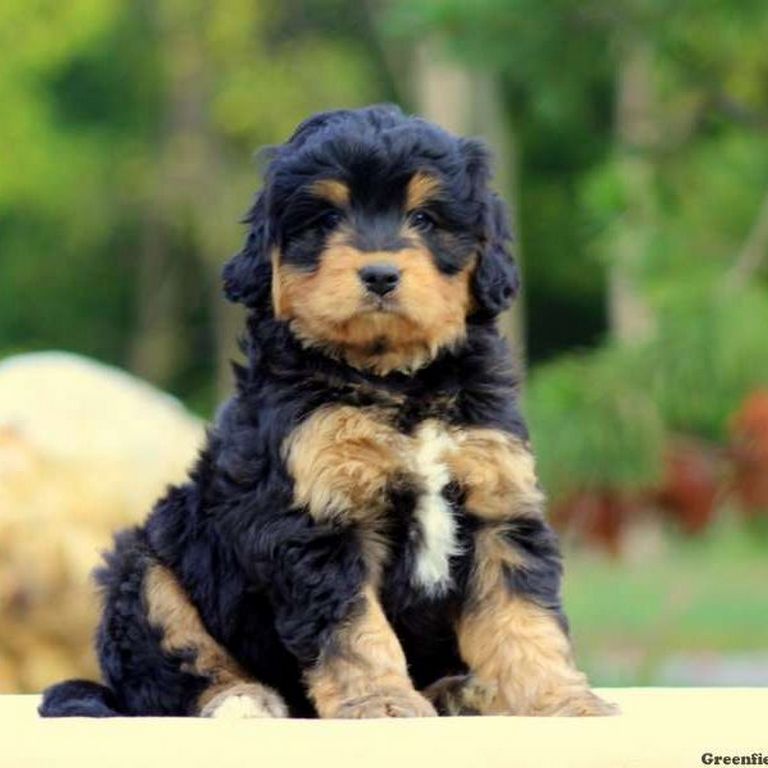 Tiny Bernedoodle For Sale Near Me