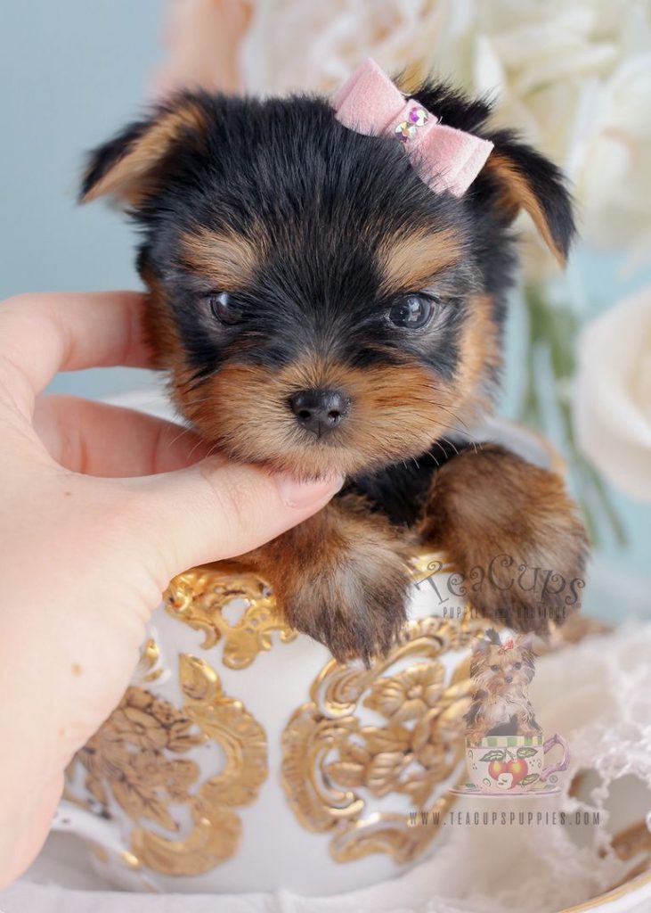 Tiny Teacup Yorkie Puppies For Sale Cheap