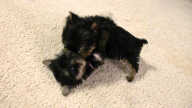Tiny Teacup Yorkie Puppies For Sale Near Me