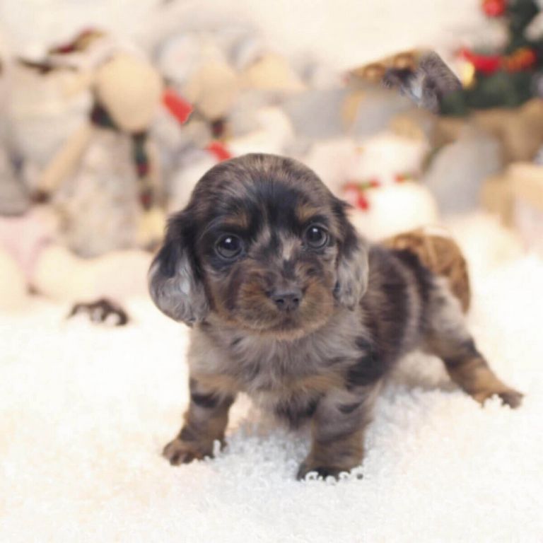Tiny Toy Poodle Puppies For Sale