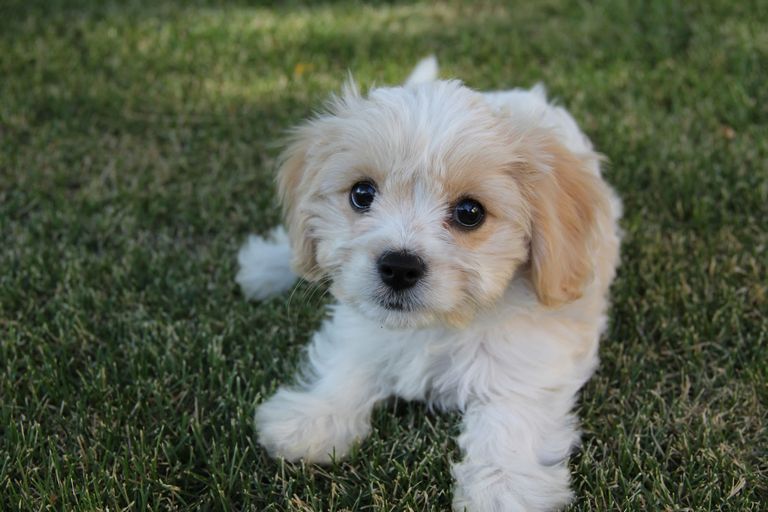 Toy Cavachon Puppies For Sale