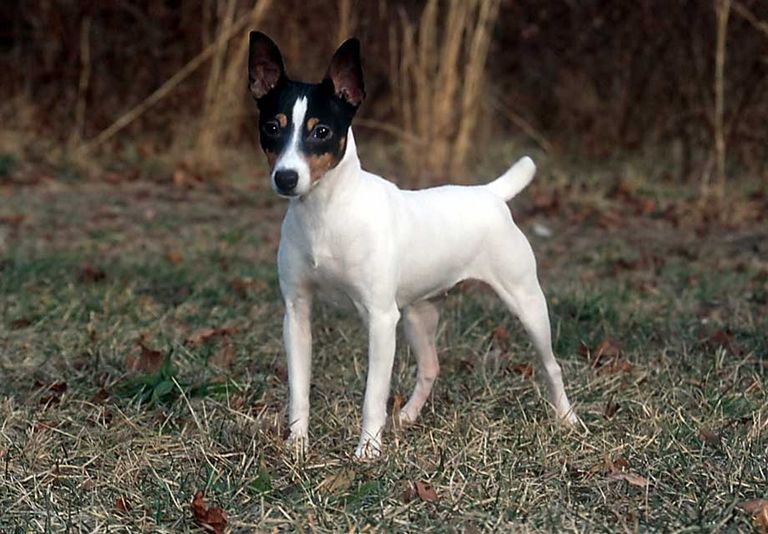 Toy Fox Terrier Puppies For Sale In Florida