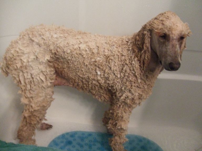Toy Poodles For Sale In Somerset Ky