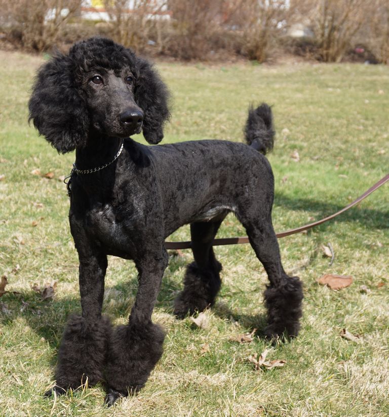 Trained Standard Poodles For Sale