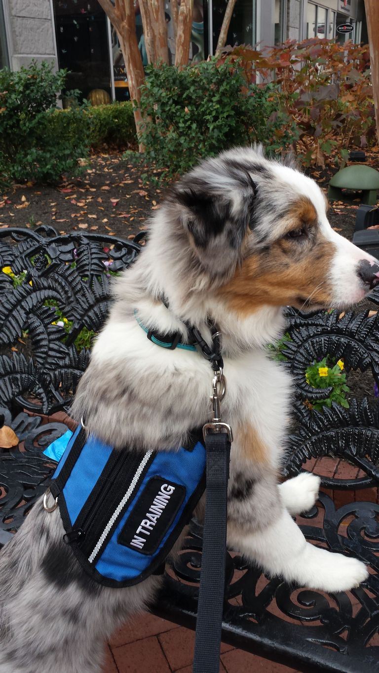 Training Your Own Service Dog The Complete Guide