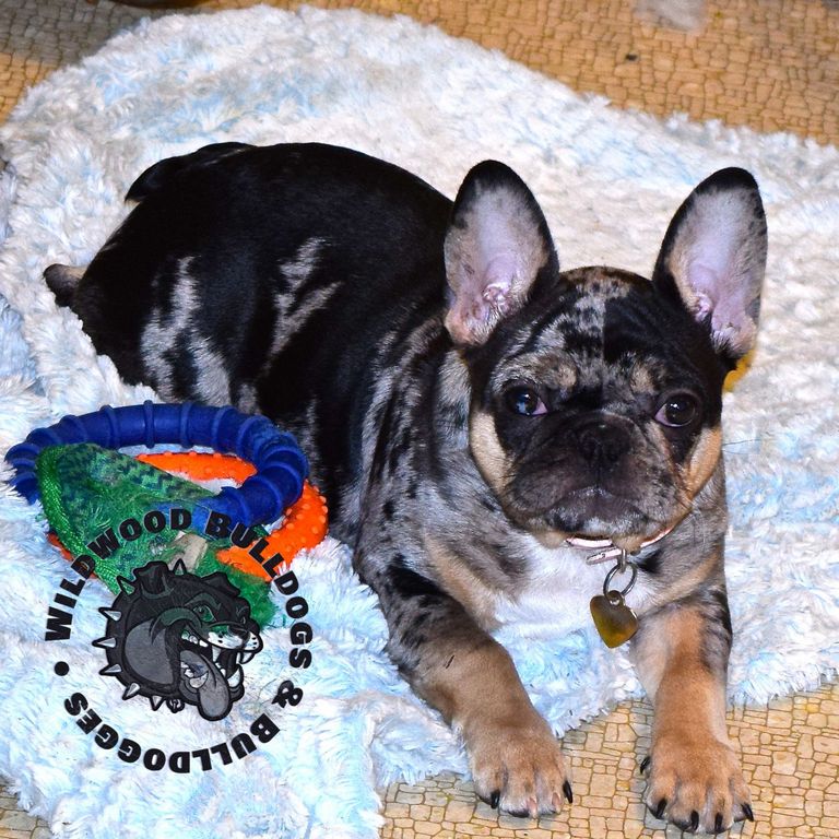 Tri Color French Bulldog For Sale Top Dog Information