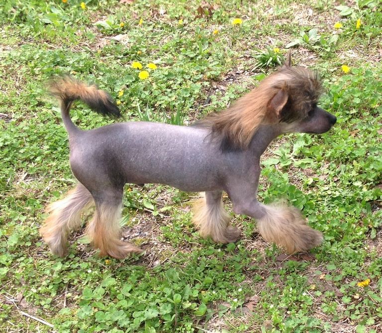 True Hairless Chinese Crested For Sale