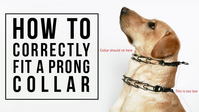 Truth About Prong Collars