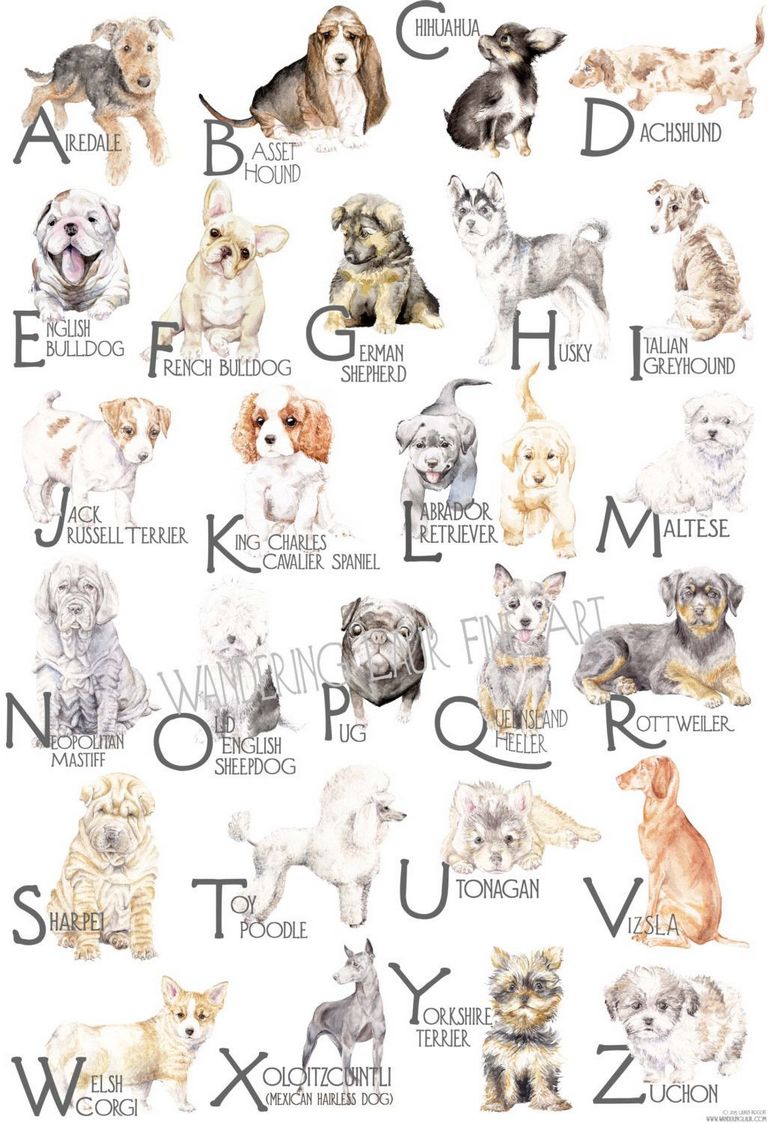 Unique Dog Names Female Shih Tzu
