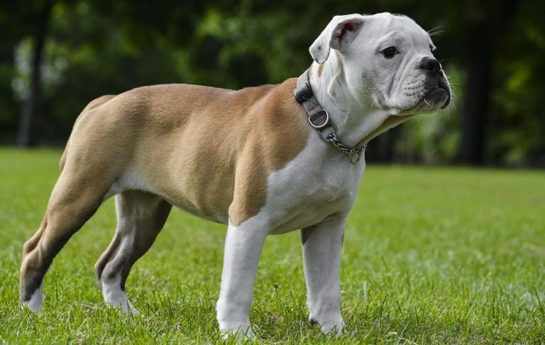 Victorian Bulldog Puppies For Sale Indiana Top Dog